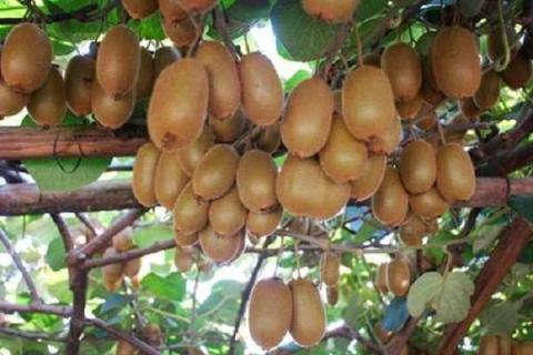 猕猴桃怎么种植 猕猴桃的种植技术和方法