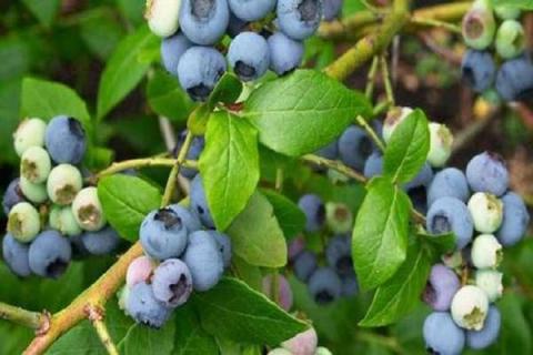 蓝莓叶子干燥是什么原因造成的 蓝莓的叶子干了是因为什么?