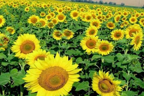 向日葵和太阳花的区别是什么 向日葵和太阳花有什么区别