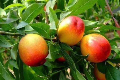 油桃树怎么种植（油桃树种植时间和方法）
