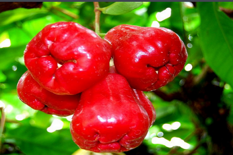 洋蒲桃和蒲桃的区别是什么 洋蒲桃和蒲桃的区别是什么呢