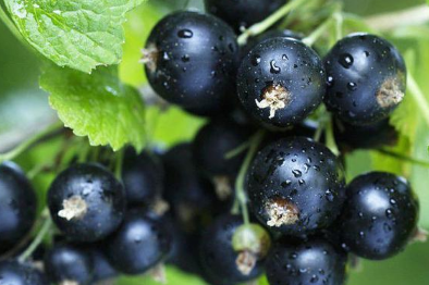 黑加仑和葡萄是一种水果吗 有什么区别