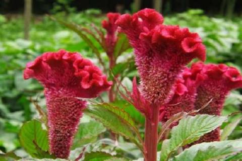 鸡冠花的花期是什么时候 鸡冠花花期是几月份