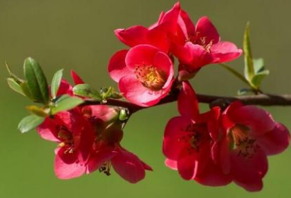 盆栽海棠花的养殖方法和技巧