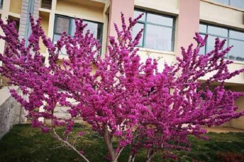 紫荆树和紫荆花的区别是什么 紫荆花和紫荆花树