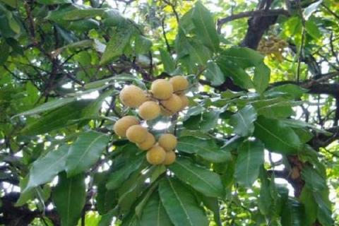龙眼树可以扦插吗（龙眼树可以扦插吗视频）