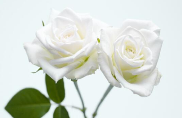 白色玫瑰代表什么 男生送女生白色玫瑰代表什么