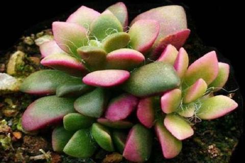 春梦殿锦烂根怎么办 春梦殿锦徒长了怎么办