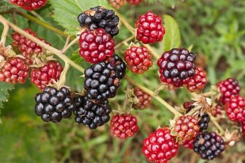 黑莓树可以盆栽吗 黑莓树可以盆栽吗视频