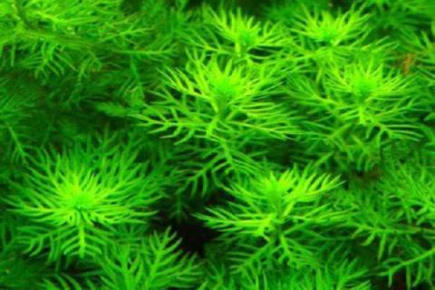 蝗虫不吃什么植物 蝗虫不吃什么植物图片