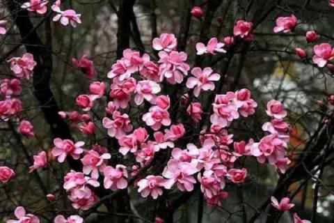 辛夷花和玉兰花的区别主要有哪些 辛夷花和玉兰花有啥区别