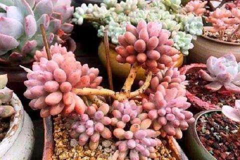 多肉刚服盆就长气根好不好（多肉服盆期间长气根是怎么回事）