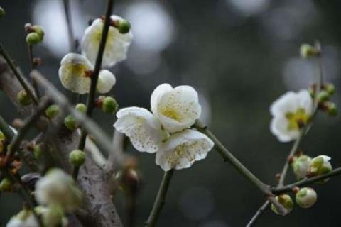 白梅花是什么花 属于什么植物