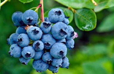 蓝莓的功效与作用有哪些