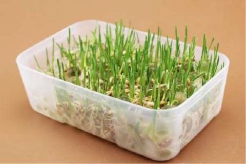 猫草是什么植物的种子 猫草需要满足的要求