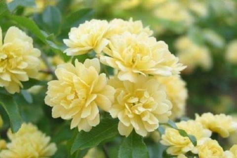 黄木香花和茉莉花的区别主要有哪些 木香花和黄木香花有区别吗