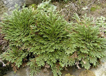 生命顽强的植物有哪些 生命顽强的植物有哪些图片