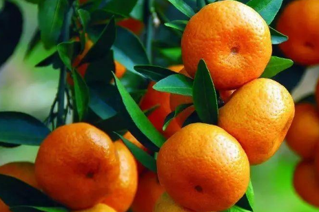 盆栽橘子树的养殖方法和技巧介绍 盆栽橘子树的养殖方法和技巧介绍一下