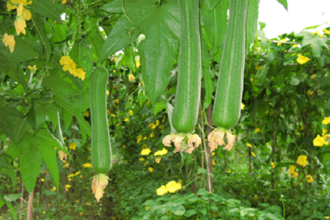 丝瓜的催芽方法是什么 怎样给丝瓜催芽