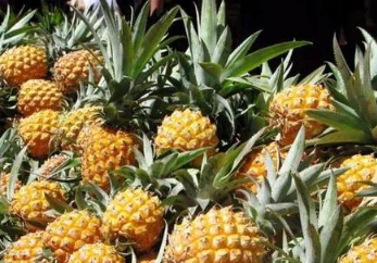 菠萝种植几年才能结果 菠萝养殖方法