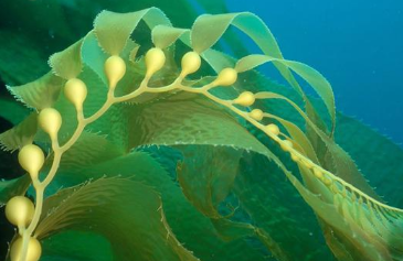 世界上最巨大的藻类的是什么 最古老的藻类