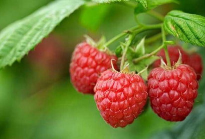 树莓和覆盆子怎么区分（树莓和覆盆子是一回事吗）
