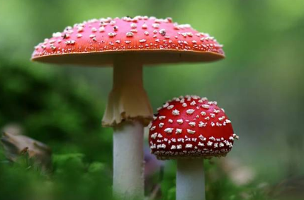 怎么辨别野蘑菇是否有毒（怎么看野蘑菇有没有毒）