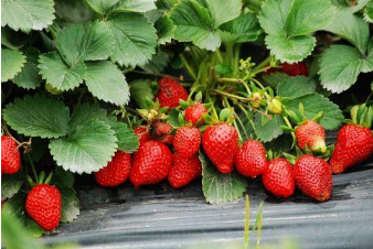草莓苗怎么种植和浇水 草莓应该怎么养殖