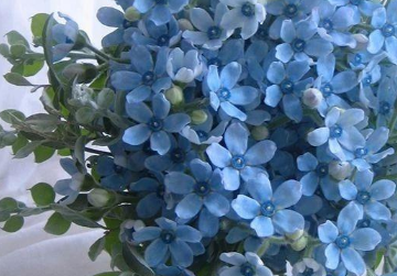 蓝星花的养殖方法（蓝星花的养殖方法和扦插）