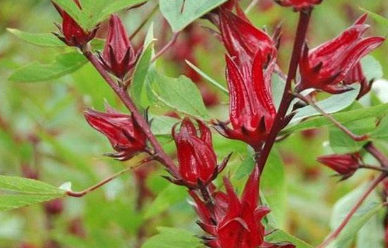 洛神花怎么养能开花（洛神花怎么种 洛神花种植方法与注意事项）