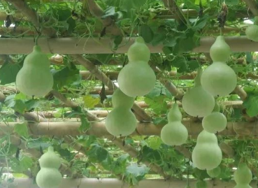 葫芦瓜的种植条件 葫芦瓜育苗需要注意什么