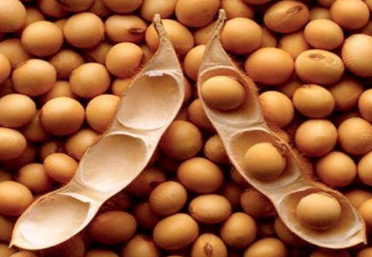 大豆高产需要掌握的种植技巧有哪些 大豆高产需要掌握的种植技巧有哪些方面