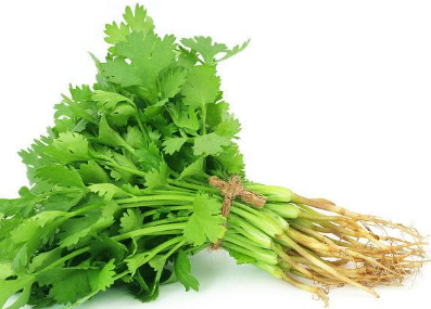 香菜种子催芽有什么好的方法（香菜种子催芽有什么好的方法吗）