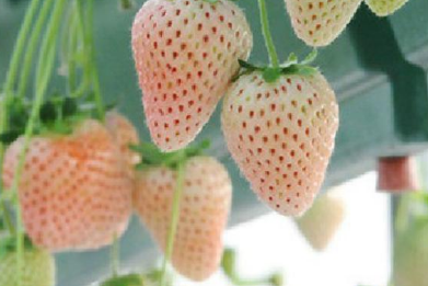 家庭盆栽菠萝莓高产种植方法（菠萝莓种苗）