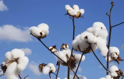 棉花花铃期如何管理 棉花应该怎么施肥