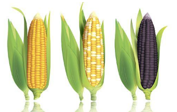 玉米生长中后期如何管理 玉米生长中后期管理措施