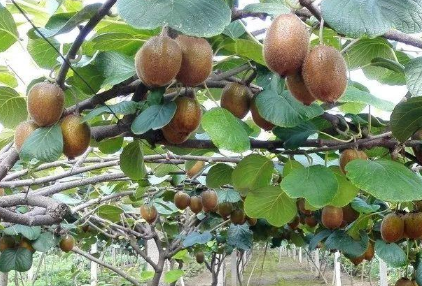 猕猴桃增产种植怎么做