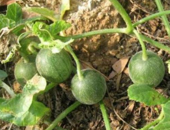 袖珍小西瓜的高产种植管理技术 袖珍型小西瓜品种介绍