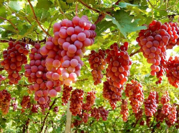 葡萄种植管理技巧分享 葡萄种植技术指导