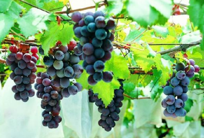 葡萄苗种植时间 葡萄应该怎么养殖