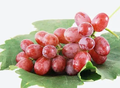 红宝石葡萄高产栽培技术（关于红宝石葡萄的栽培与管理）