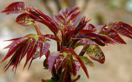 食用香椿芽菜设施生产技术 食用香椿芽菜设施生产技术规程最新