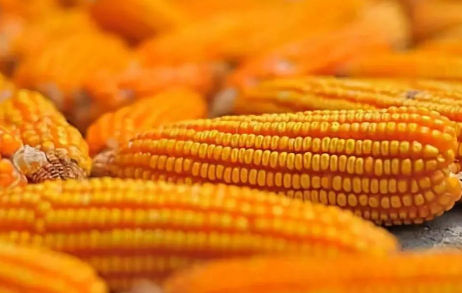 如何挑选高品质玉米种 如何挑选高品质玉米种子品种