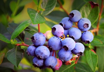蓝莓引种好种植陪护吗（蓝莓种植需要注意什么）