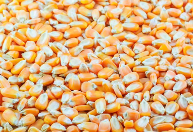 玉米出苗不全的的原因是什么 玉米出苗不齐的原因