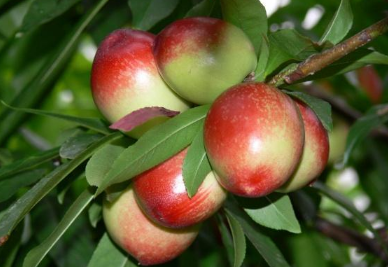 油桃的繁殖方法及种植要点（油桃的繁殖方法及种植要点视频）