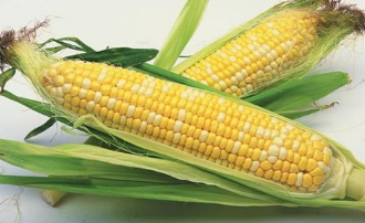 甜玉米的高产田间管理方法 甜玉米的高产田间管理方法和技术