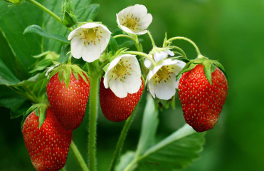 草莓苗期肥害该怎么解决（草莓苗期肥害该怎么解决呢）