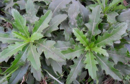 刺儿菜有哪些功效作用 刺儿菜的功效与作用及禁忌