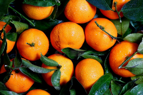 柑橘苗几月份栽最好 柑橘种植技术